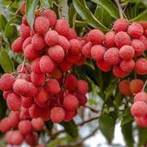 Litchi Fruit Plant Manufacturer & Supplier in India 